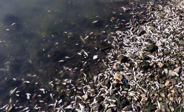 60 тона умряла риба очакват да бъдат извозени от рибарника