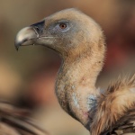 73 белоглави лешоядчета се излюпиха в Източните Родопи