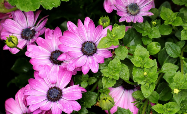 Максималните температури днес ще се задържат без съществена промяна в