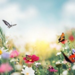 Най-красивите тропически пеперуди могат да се видят във Флората