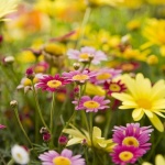 Най-подходящите цветя за отглеждане през пролетта