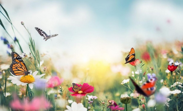 Изложба с някои от най красивите тропически пеперуди се открива днес