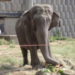 Честит рожден ден на слоницата Артайда с 38-килограмова сладка изненада