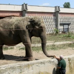 Рожден ден в Софийския зоопарк: Слоницата Артайда става на 57 години