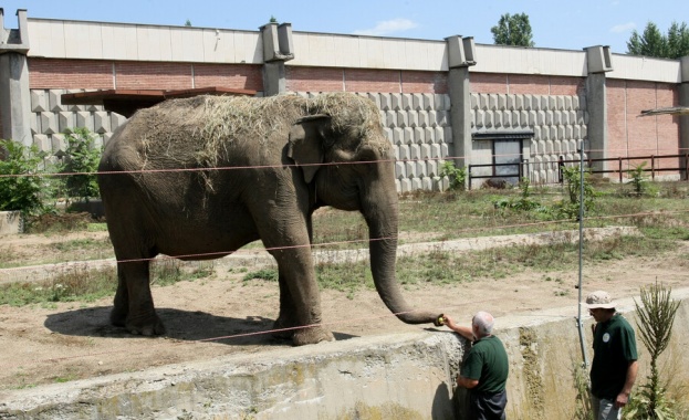 Рожден ден в Софийския зоопарк: Слоницата Артайда става на 57 години