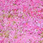 Производител: Цената за преработката на розовото масло ще скочи три пъти