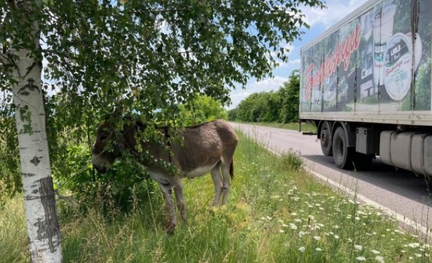 Изоставено магаре застраши шофьори на пътя Казанлък – Стара Загора