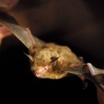 Стотици коронавируси са открити при прилепите в Китай и това е върхът на айсберга