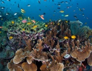 Учени: Все повече коралови рифове страдат от недостиг на кислород