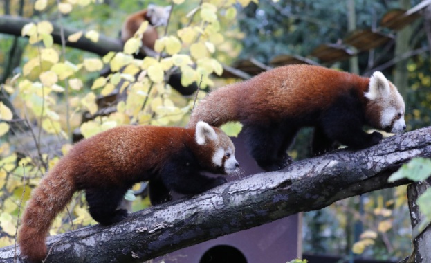 Изследователи от Непал са поставили джипиес нашийници на 10 червени