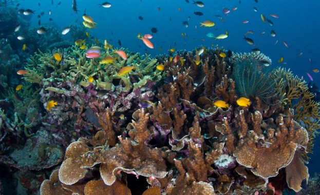 По голямата част от общо 32 изследвани коралови рифа по