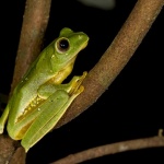 Обезводняването лишава някои жаби от способността да скачат