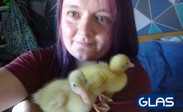 Жена излюпи патета от яйца, купени от магазина