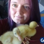 Жена излюпи патета от яйца, купени от магазина