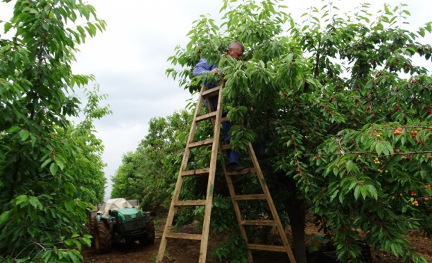 Добра е реколта от череши в Кюстендилско проблем за прибирането