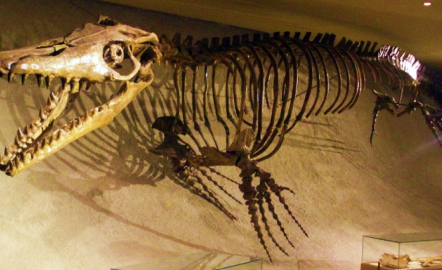 Международен екип от учени установи че мистериозната вкаменелост във формата