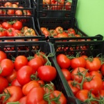 Само 2% от доматите са български