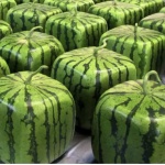 Диня с формата на сърце и куб стана хит в Япония