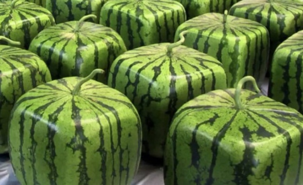 Горещините през лятото превръщат динята в един от най любимите плодове