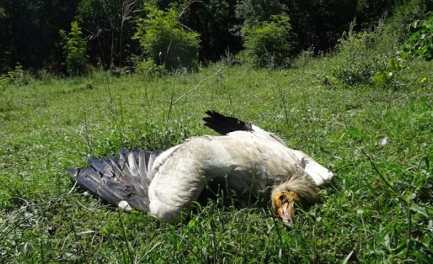 Намериха мъртво семейство лешояди в близост до царството на лешоядите
