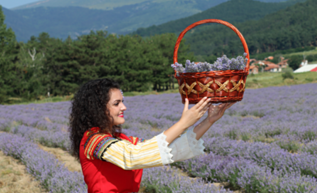 Фестивал на лавандулата се провежда в съботния ден край Чирпан На