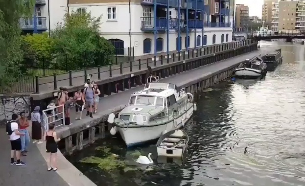 Младо момиче изрита два лебеда, плаващи в канал в Лондон.