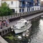 Красиво момиче изрита два лебеда, издирват го