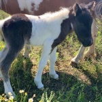 Единствените у нас свещени ибиса са в Зоопарк Бургас, роди се и трицветно бебе пони