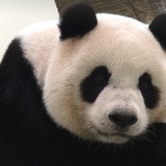 Първата панда, родена в Нидерландия, с дебют пред публика 