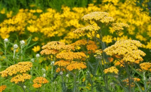 Жълт равнец – билката, която помага при бъбречни проблеми