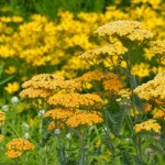 Жълт равнец – билката, която помага при бъбречни проблеми