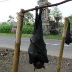 Гигантски прилеп стресира туристи и местни във Филипините 