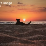 Съвети и арт вдъхновение от участниците във фотографския конкурс Huawei Next Image Awards 2020 