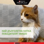Котето Мишо е победител в конкурса за най-дълголетна котка в България