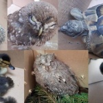 Пет животни от защитени видове бяха спасени от еколози