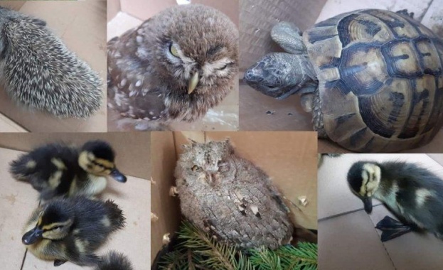 Пет екземпляра от защитени видове съгласно Закона за биологичното разнообразие