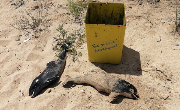 Две мъртви делфинчета са открити от плажуващи на плаж Харманите.