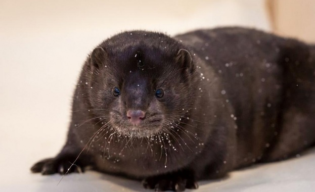 Почти 100 000 норки във ферма в североизточна Испания трябва