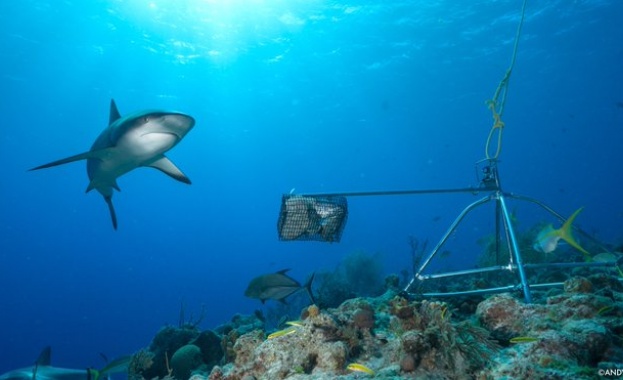 Акулите интензивно изчезват от много коралови рифове по света показва