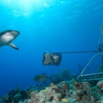 Aкулите изчезват от кораловите рифове 