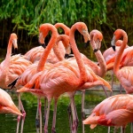 Розовото фламинго не отлита от Турция през зимата