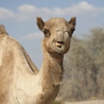  Камила измина 100 км през пустиня, за да се върне при любимия си стопанин 