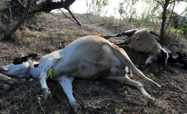 Продължава разследването около инцидента с отровените крави след водопой край Димитровград