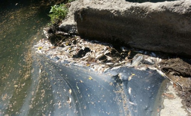 Тонове мъртва риба по бреговете на реката в Златарица