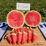 3 август - Световен ден на динята