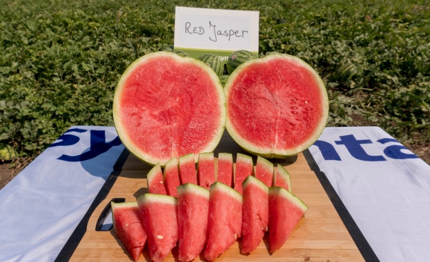 Динята е любима и предпочитана в цял свят от малки