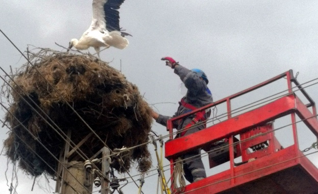 Екип на ЕРП Север организира спасяването на щъркел оплетен във