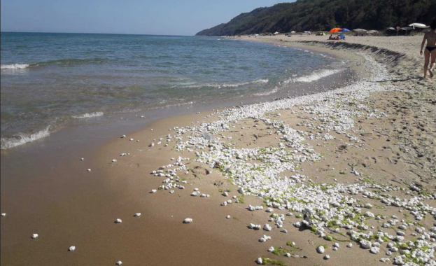 Топчета от палмово масло излязоха и на Северния плаж в