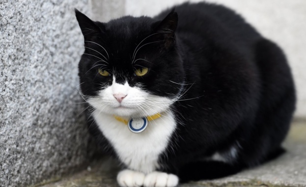 Главният ловец на мишки на британското външно министерство, котката Палмерстън,