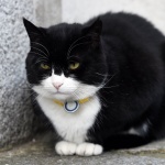 Главният котарак в британската дипломация подаде оставка